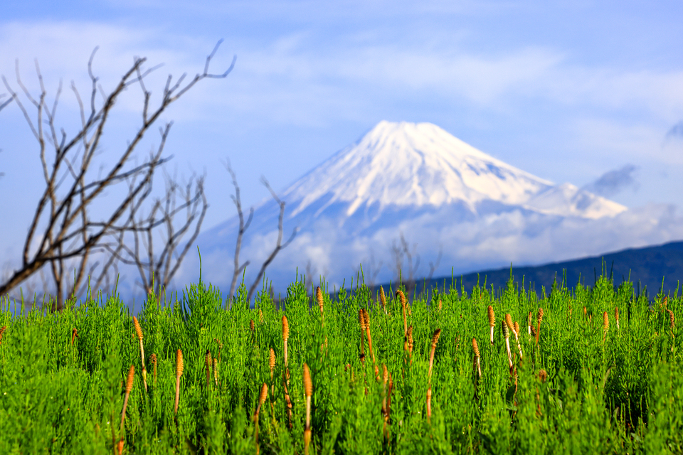 銅賞（富士山写真部門）　小松 啓二さんの作品「芽吹きのころ」