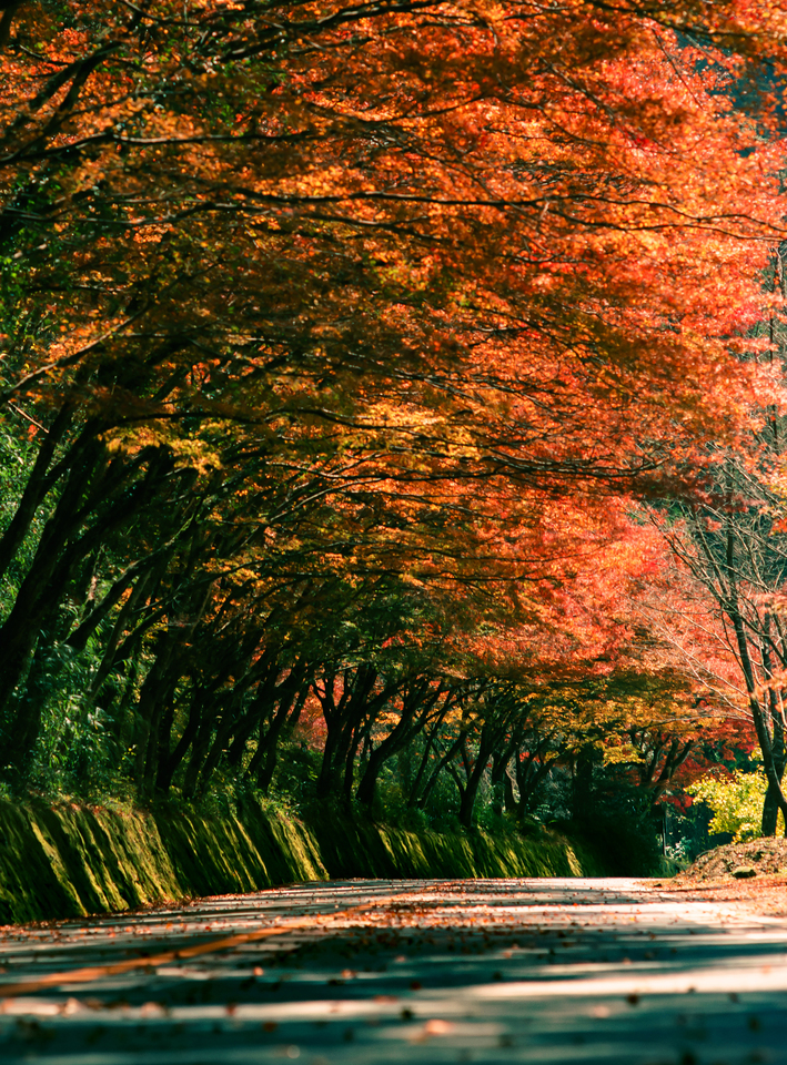 入賞　今出 光俊さんの作品「静かにもえる ひさしもみじ」