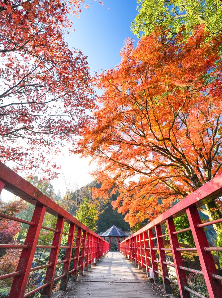 入賞　岩永清孝さんの作品「紅葉愛でる赤い橋」