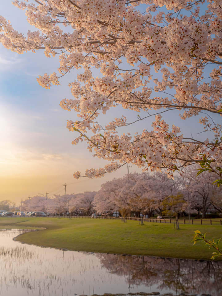 四季の絶景 優秀賞　Naoさんの作品「春の夕陽で桜色に染まる憩いの公園」