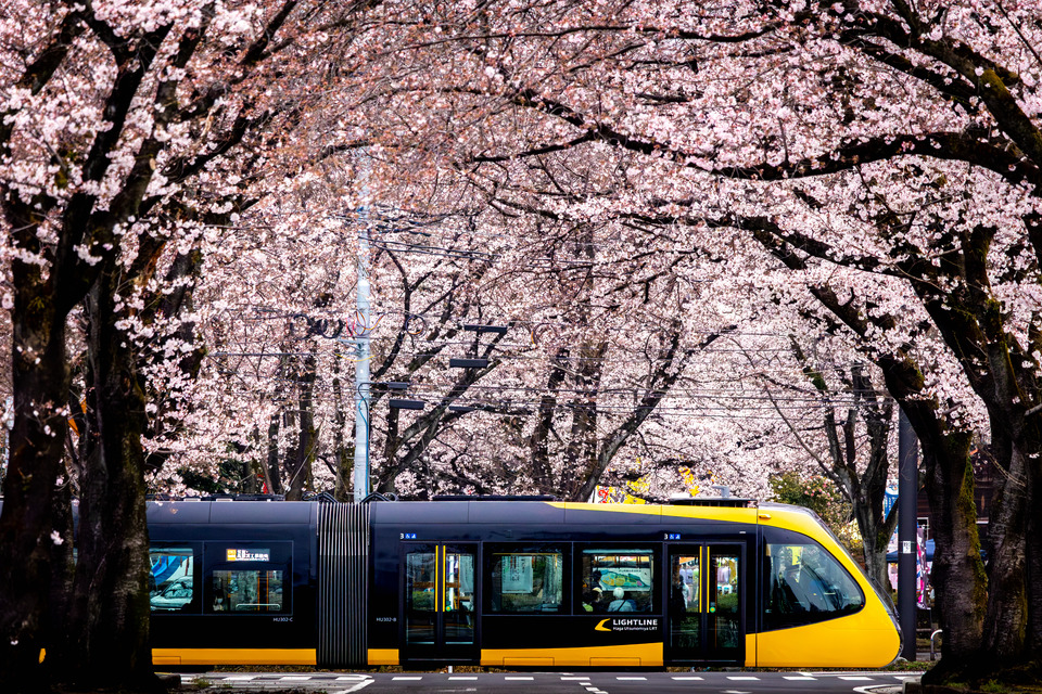 ローカル線・路面電車部門　土屋 勝範さんの作品「Spring in the Moment」