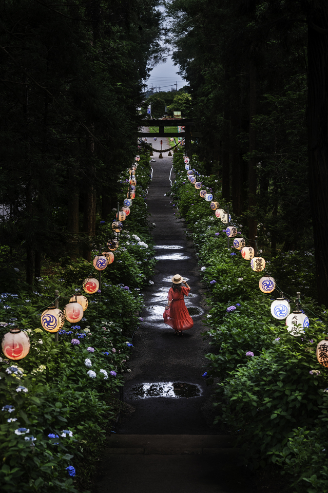ライトアップ部門　森谷　健さんの作品「宵灯りの紫陽花参道」