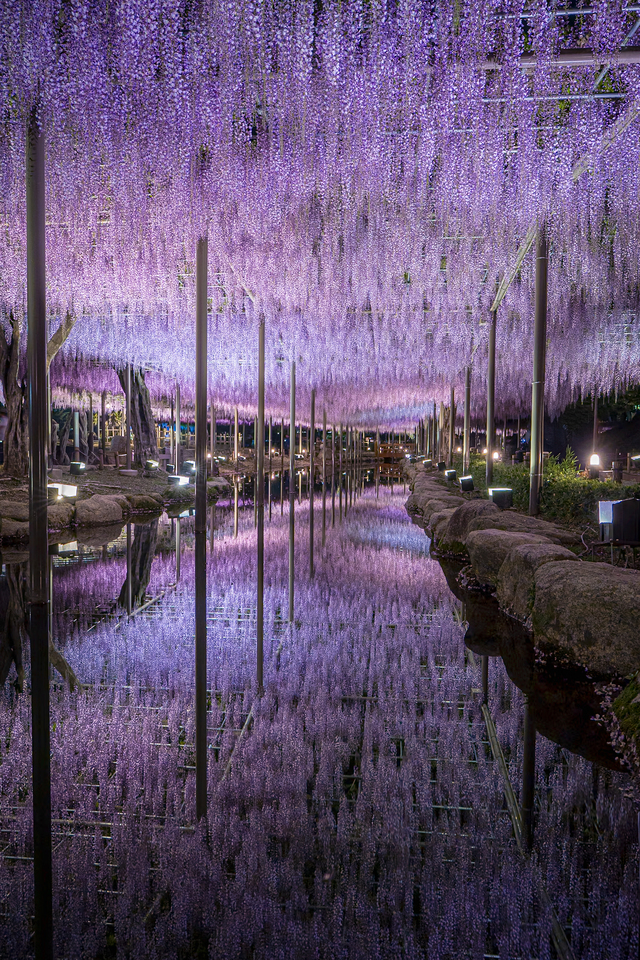 ライトアップ部門　さかな（まさる）さんの作品「紫雨」