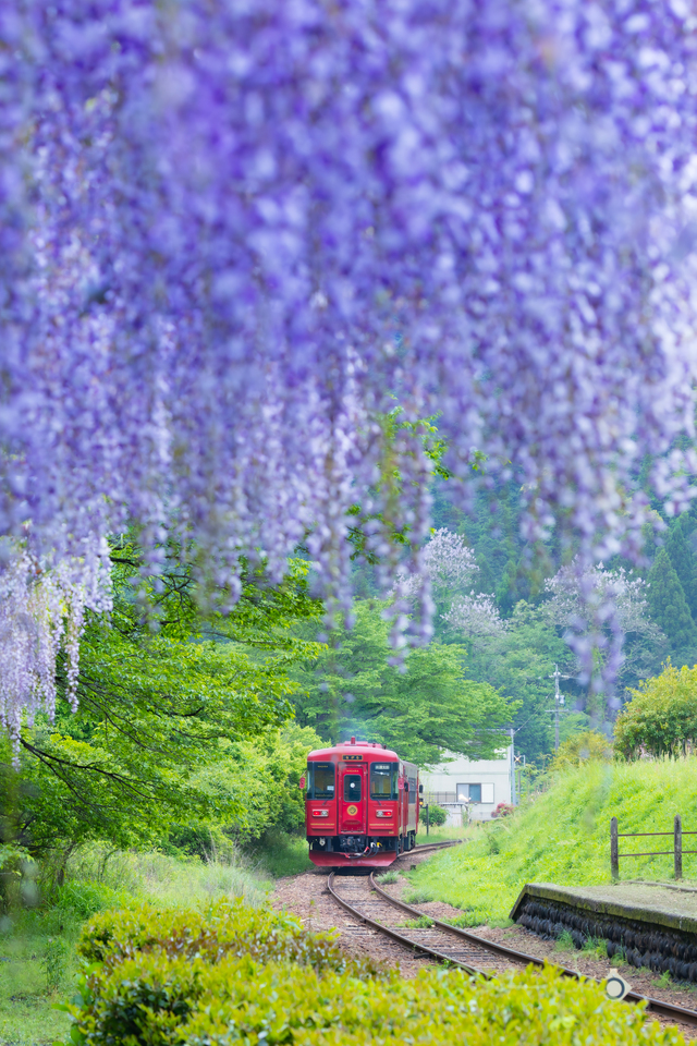 ローカル線・路面電車部門　yasu_iro photoさんの作品「紫雨の駅」